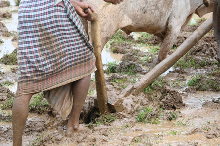 Farmer running a Wooden plow in his field.  The farmer is preparing his rice field for sowing. A farmer running a plow in monsoon. A farmer ploughing a water filled field with a oxの写真素材