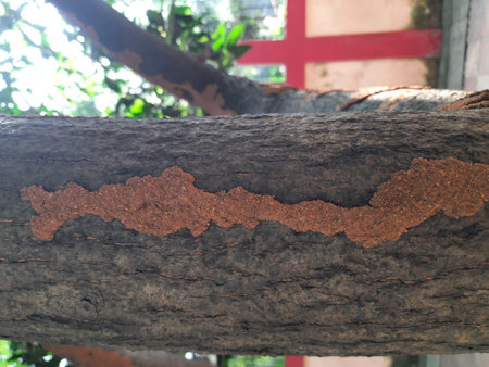 Termite nest on a mango tree. Termites eating tree wood. Trunk tree that has become infested with...