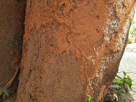 Termite nest on a mango tree. Termites eating tree wood. Trunk tree that has become infested with...