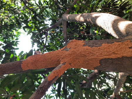 Termite nest on a mango tree. Termites eating tree wood. Trunk tree that has become infested with...