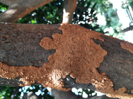 Termite nest on a mango tree. Termites eating tree wood. Trunk tree that has become infested with...