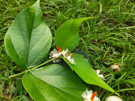 Nyctanthes arbor tristis flower. It's other names Â night blooming jasmine, tree of sorrow flower, coral jasmine and  shiuli. Harsigar or parijat flower. White flower.の写真素材