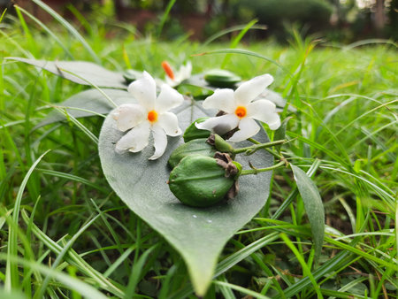 Nyctanthes arbor tristis fruits. It's other names Â night blooming jasmine, tree of sorrow flower, coral jasmine and  shiuli. Harsigar or parijat fruits.の写真素材