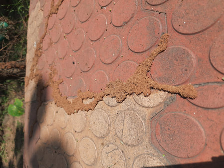 Termite nest on cement ground. Thousands of termites, insects and their larvae, which create amazing...