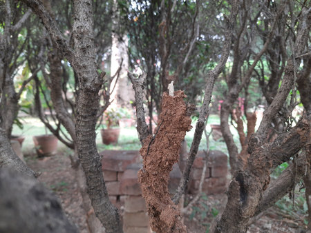 Termites eating tree dry branch. Tree branch that has become infested with thousands of termites,...