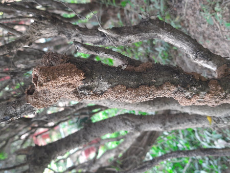 Termites eating tree dry branch. Tree branch that has become infested with thousands of termites,...