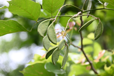 Millettia pinnata fruits. ItÂ is a species of tree in the pea family Fabaceae. Its other names ...