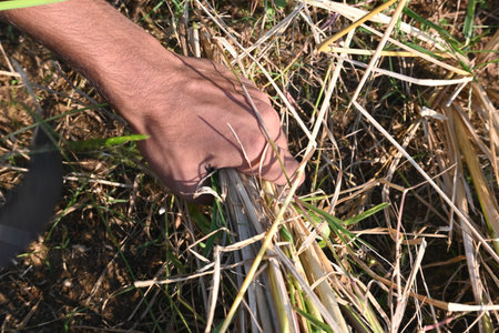 Indian farmer cutting rice plants with a sickle. Hand of indian farmers. Farmers paddy harvesting...