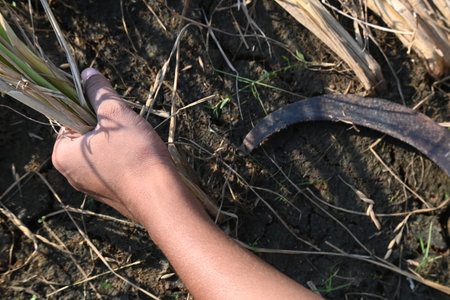 Indian farmer cutting rice plants with a sickle. Hand of indian farmers. Farmers paddy harvesting...