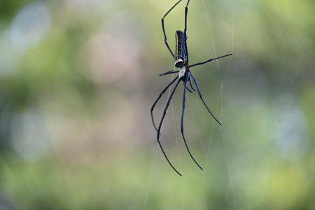 Nephila pilipes spider. Its other names golden orb weaver and giant golden orb weaver. This is a species ofÂ golden orb web spider. A big spider on its web in the forest.の写真素材