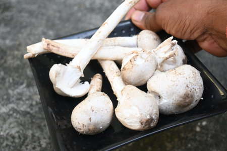 Termitomyces schimperi mushroom. It Â is a largeÂ mushroomÂ associated with the termite speciesÂ Macrotermes michaelseni. It contains lots of vitamins.の写真素材
