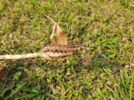 Orgyia leucostigma. Its other nameÂ white-marked tussock moth and caterpillar. This is a moth in...