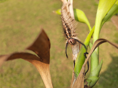 Orgyia leucostigma. Its other name white-marked tussock moth and caterpillar. This is a moth in the...