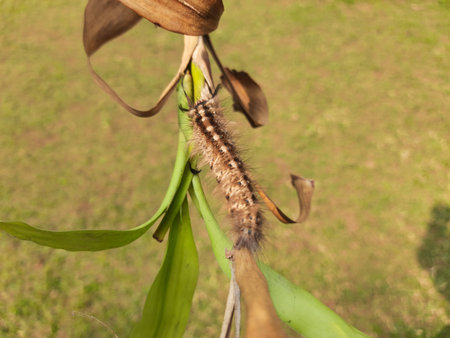 Orgyia leucostigma. Its other nameÂ white-marked tussock moth and caterpillar. This is a moth in...