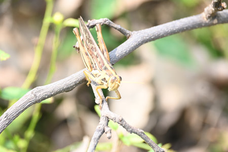 GrasshopperÂ in the field. Its other names Schistocerca americana, American grasshopper, andÂ American bird grasshopper. This is a species ofÂ Â in the familyÂ Acrididae.の写真素材
