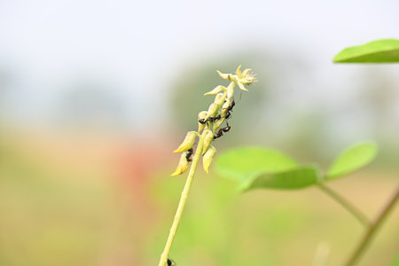 Ants on yellow flower plant. The image shows a close-up of a plant with yellow flowers and a cluster of ants crawling on it. The background is blurred, on the plant and insects.の写真素材