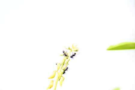 Ants on yellow flower plant. The image shows a close-up of a plant with yellow flowers and a cluster of ants crawling on it. The background is blurred, on the plant and insects.の写真素材