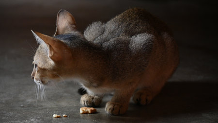 Wild Small brown cat. Cats are independent, curious felines known for their soft fur, graceful movements, and playful personalities. They are skilled hunters.の写真素材
