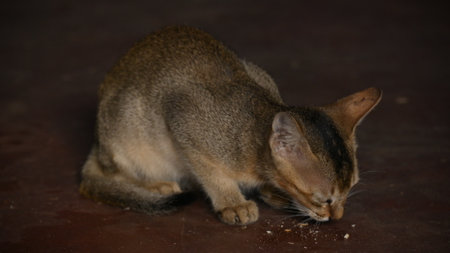 Wild Small brown cat. Cats are independent, curious felines known for their soft fur, graceful movements, and playful personalities. They are skilled hunters.の写真素材