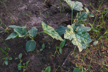 Sponge gourd plant. Its other names Luffa cylindrica, theÂ sponge gourd,Â Egyptian cucumberÂ orÂ Vietnamese luffa. It is anÂ annualÂ species ofÂ vineÂ cultivated for its fruit.の写真素材