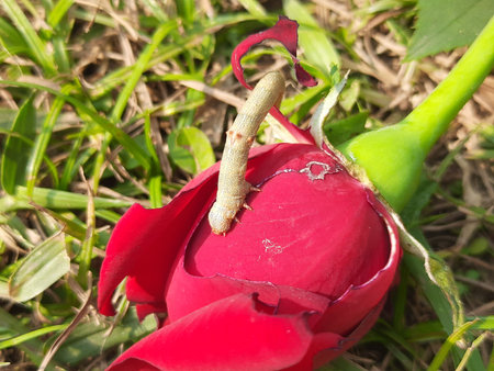 Caterpillar eating rose flower. This is a larval form of a moth or butterfly.
