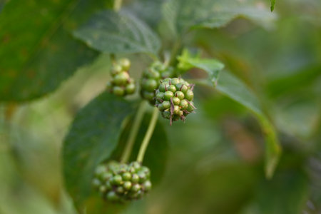 Lantana plant fruits. It is flowering plantsÂ in theÂ verbenaÂ family,Â Verbenaceae. Its...
