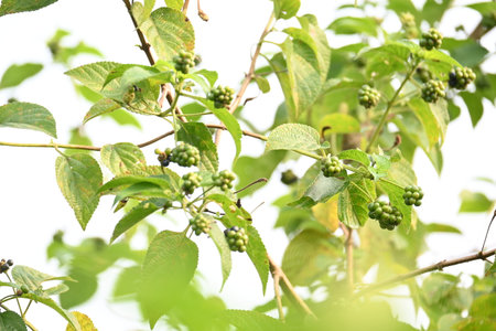 Lantana plant fruits. It is flowering plantsÂ in theÂ verbenaÂ family,Â Verbenaceae. Its other names Â shrub verbenas, lantanas and lantana camara.の写真素材
