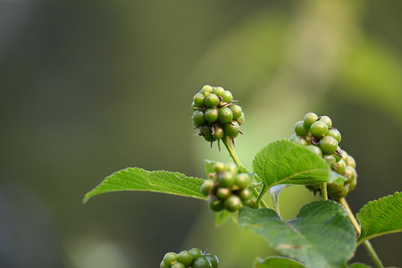 Lantana plant fruits. It is flowering plantsÂ in theÂ verbenaÂ family,Â Verbenaceae. Its other names Â shrub verbenas, lantanas and lantana camara.の写真素材