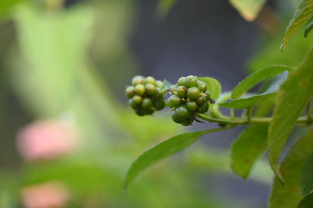 Lantana plant fruits. It is flowering plantsÂ in theÂ verbenaÂ family,Â Verbenaceae. Its other names Â shrub verbenas, lantanas and lantana camara.の写真素材