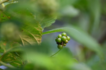 Lantana plant fruits. It is flowering plantsÂ in theÂ verbenaÂ family,Â Verbenaceae. Its...