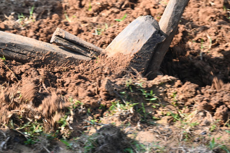 Old wooden plough in the field. It is used to prepare the soil in traditional farming. A sturdy...