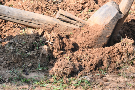 Old wooden plough in the field. It is used to prepare the soil in traditional farming. A sturdy...
