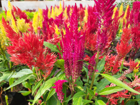 Celosia flowers. The flowers are in various shades of red, yellow, and orange, with their unique...