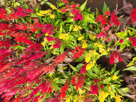 Celosia flowers. The flowers are in various shades of red, yellow, and orange, with their unique...