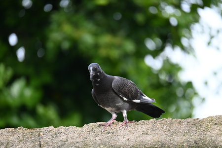 Rock dove or rock pigeon. It is a popular pet bird in the world. In some areas, it is also bringing...