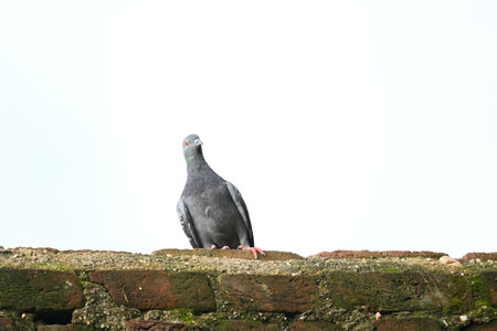 Rock dove or rock pigeon. It is a popular pet bird in the world. In some areas, it is also bringing up for meat. It also used to work as a messenger in the olden times.の写真素材