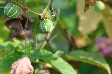 Diplocyclos fruits. Its other names Neoachmandra japonica,Trichosanthes cucumeroides, Neoachmandra,...