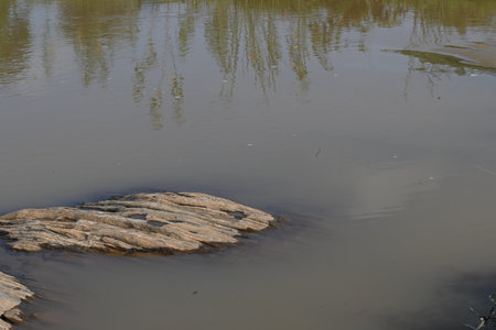 River water flowing through stones and rocks. River flows through green forest. River flowing...