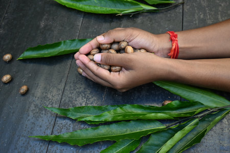 Polyalthia longifolia seeds. The Ashoka tree is native to India. A lofty evergreen tree. Leaves of Saraca asoca. Its other names False Ashoka. Green leaves and seeds.の写真素材