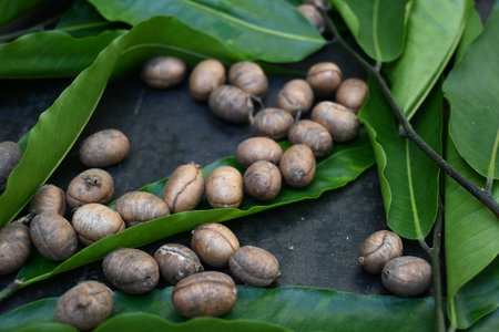Polyalthia longifolia seeds. The Ashoka tree is native to India. A lofty evergreen tree. Leaves of...