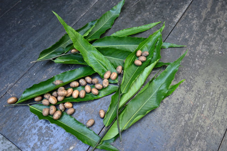 Polyalthia longifolia seeds. The Ashoka tree is native to India. A lofty evergreen tree. Leaves of...