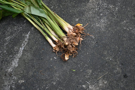 Raw Turmeric Root with plant. rhizomes  boiled in water and dried, after which they are ground into...