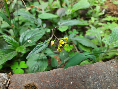 Rorippa palustris flower. Its other names marsh yellow cress, bog yellow cressÂ and Â common...