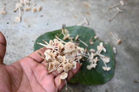 Termitomyces mushrooms. It isÂ a genus of edible mushrooms that grow in association with termite...