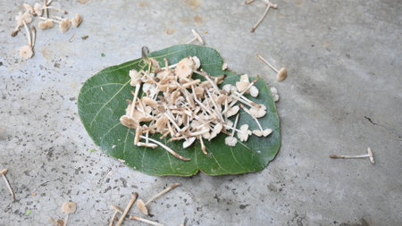 Termitomyces mushrooms. It isÂ a genus of edible mushrooms that grow in association with termite nests.Â These known for their taste. They are rich in vitamins.の写真素材