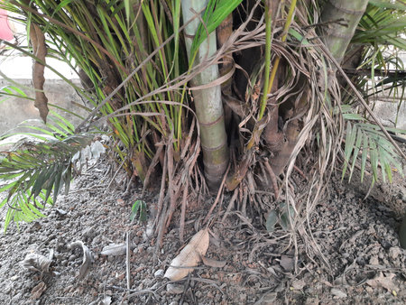 Areca palms roots. It a theÂ family ofÂ Arecaceae tree. ArecaÂ plant found in humidÂ Â from the islands of theÂ Philippines,Â MalaysiaÂ andÂ India. It is also grown as an ornamental plant.の写真素材