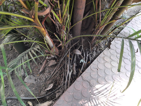 Areca palms roots. It a theÂ family ofÂ Arecaceae tree. ArecaÂ plant found in humidÂ Â from the islands of theÂ Philippines,Â MalaysiaÂ andÂ India. It is also grown as an ornamental plant.の写真素材