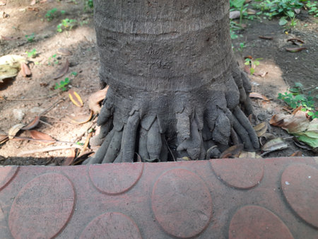 Areca palms roots. It a theÂ family ofÂ Arecaceae tree. ArecaÂ plant found in humidÂ Â from the islands of theÂ Philippines,Â MalaysiaÂ andÂ India. It is also grown as an ornamental plant.の写真素材