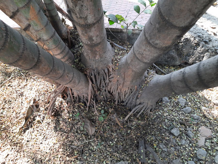 Areca palms roots. It a theÂ family ofÂ Arecaceae tree. ArecaÂ plant found in humidÂ Â from the islands of theÂ Philippines,Â MalaysiaÂ andÂ India. It is also grown as an ornamental plant.の写真素材