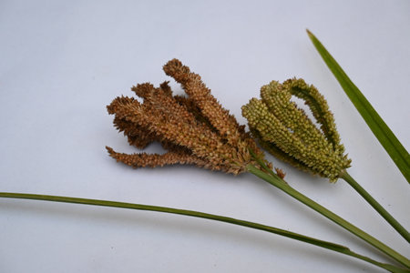 Eleusine coracana or finger millet. It is called Ragi and madua in India and Kodo in Nepal. It  is...